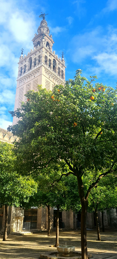 Orange Grove and Cathedral Tower