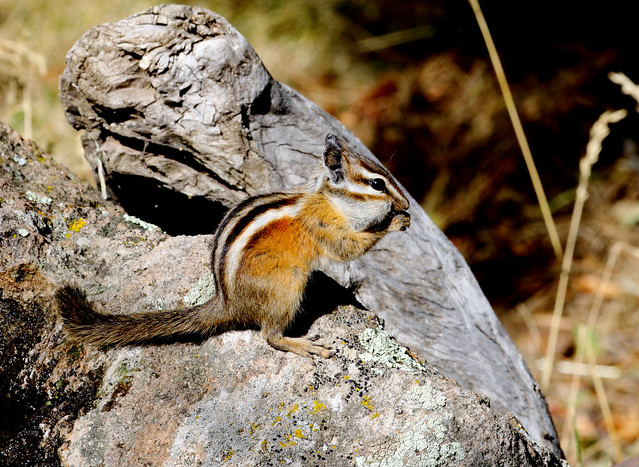 Colorado Chipmunk (Tamias quadrivittatus); Santa Fe National Forest, NM, Thompson Ridge [Lou Feltz]