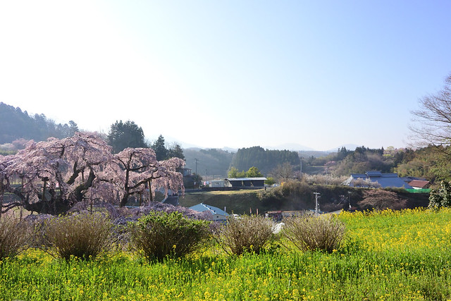 A scene with the Miharu Takizakura (waterfall cherry tree) in Miharu town, Fukushima Pref. 2023/04 No.1.