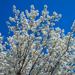 Kentucky spring colors White blossoms on a clear blue sky are not only one of the early signs of spring in Kentucky but also Kentucky colors.