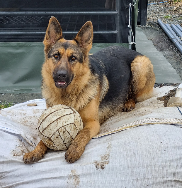 Annie and her ball