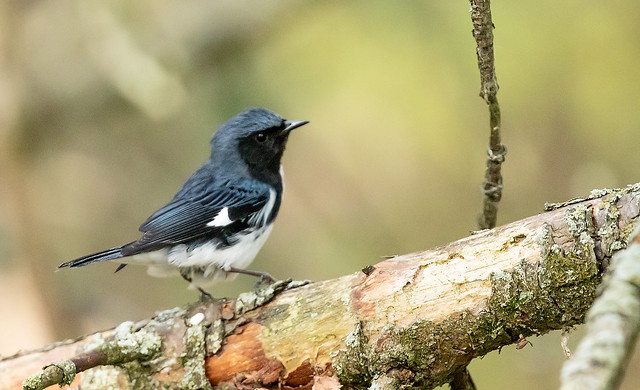 0P7A3733    Black-throated Blue Warbler. Canada