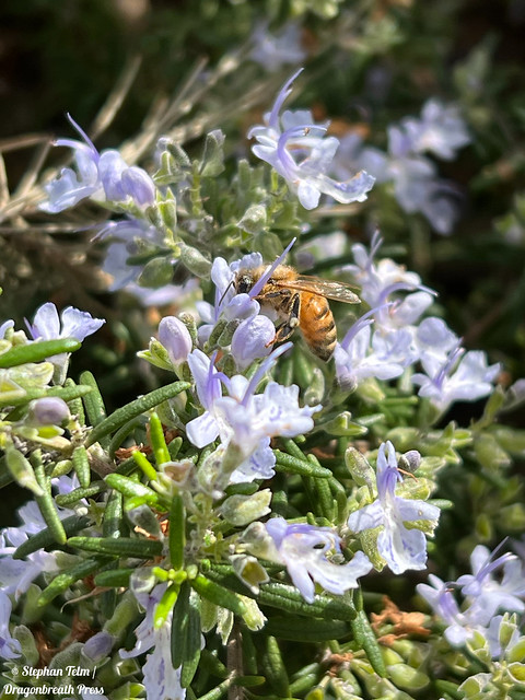 IMG_8808_Honeybee on rosemary