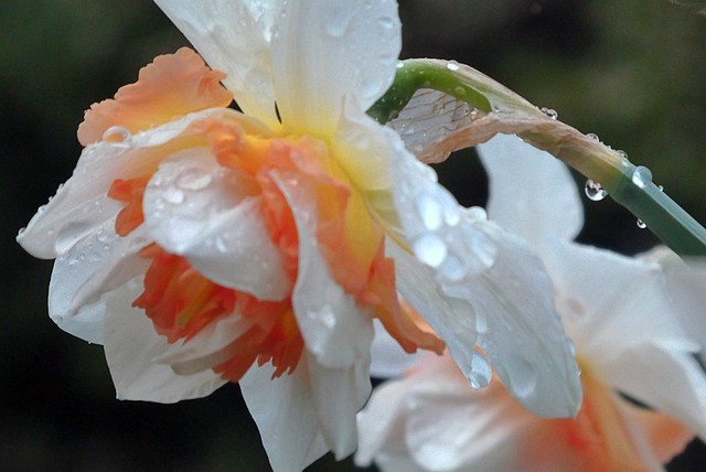 Rain drenched Daffodils