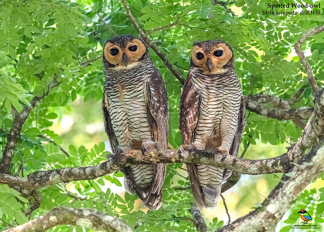 Pair of Spotted Wood-owl (Strix seloputo) 点斑林鸮 - Jalan Pekeliling, Taiping Lake Garden 太平湖, Taiping 太平市, Daerah Larut, Matang & Selama 拉律, 马登与司南马县, Perak 霹雳州, Malaysia 马来西亚 (5K)