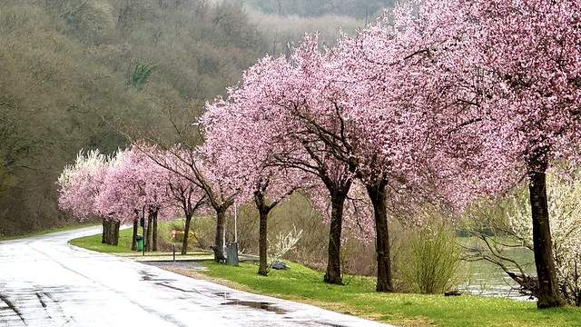 Spring ! Flowering trees along the river Meuse in France.