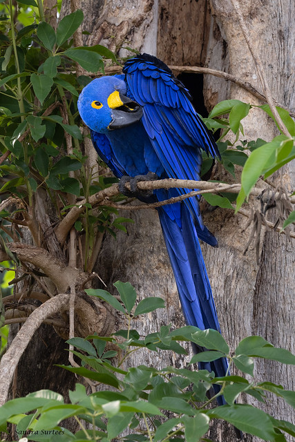 Hyacinth Macaws (Anodorhynchus hyacinthinus) P4A3629