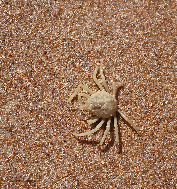 Longnose Spider Crab