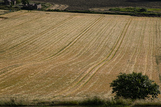 Barley Lines