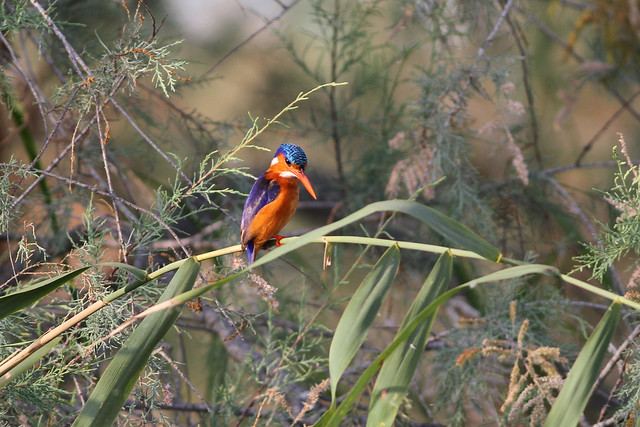 Malachite Kingfisher, Djoudj National Bird Sanctuary, Senegal, January 2014