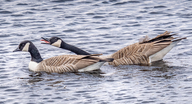 Canada Geese (Courtship)