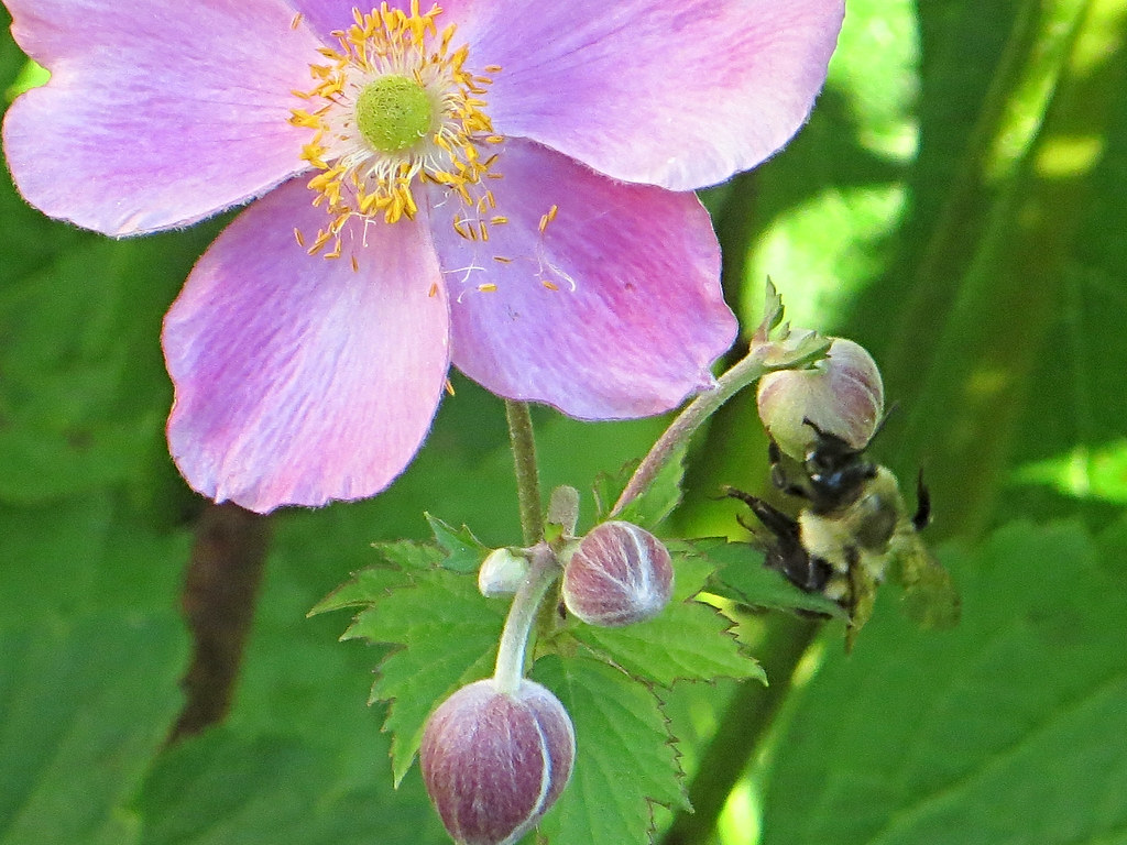 Bee On Japnese Anemones