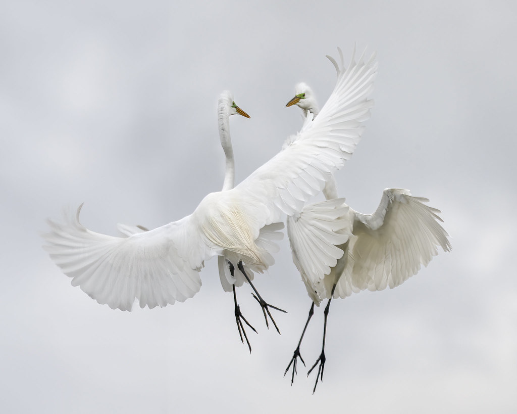 No one fights as gracefully as two egrets in the air.  or  May I have this dance please?