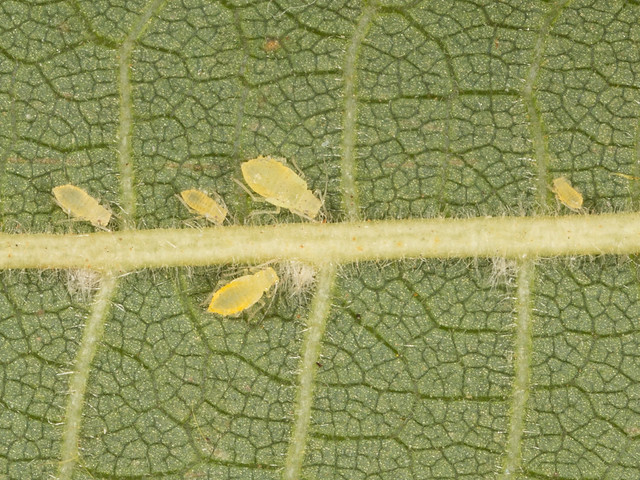 Aphids 1