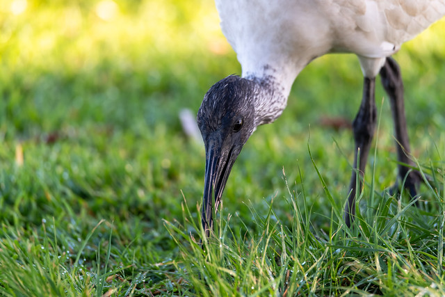 Australian white ibis on the grass and early morning dew