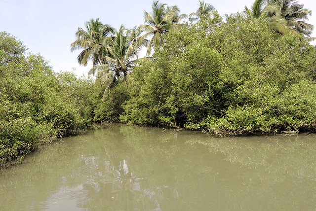 Mangroves at Kadalundi Bird Sanctuary, Kozhikode