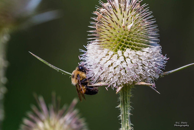 Golden Northern Bumblebee#1 - 2021-08-18