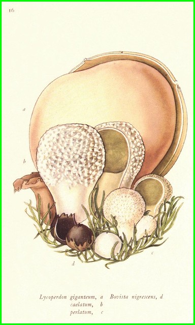 Edible Fungi Plate 16