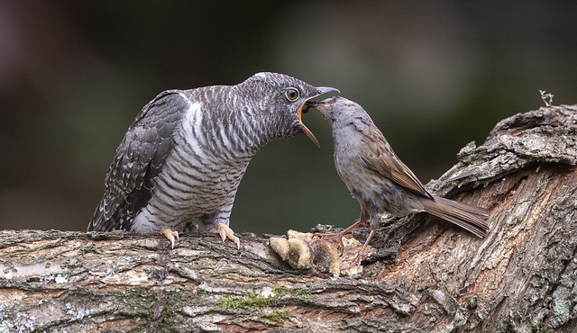 Feeding of the Common cuckoo by a couple of Dunnocks