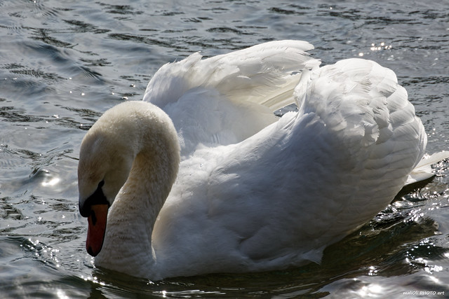 Swan on the river Korana