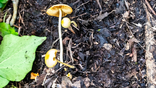 Yellow mushrooms by side of Devon lane