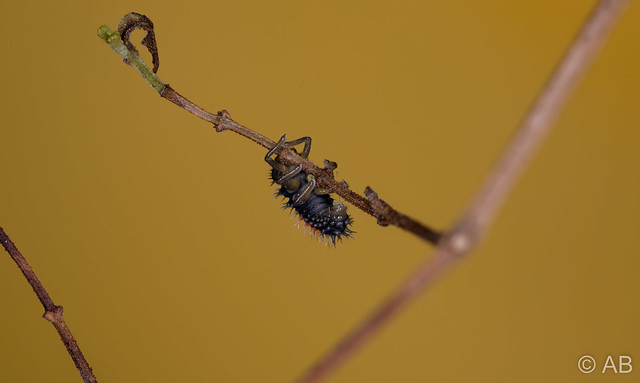 Caterpillar on a Twig with Yellow Background
