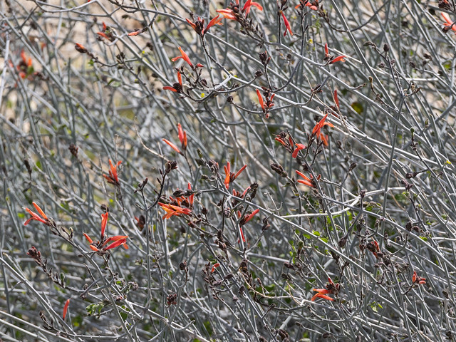 Chuparosa (Justicia californica, Acanthaceae)