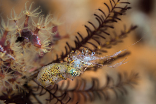 pygmy_squid_feeding_on_shrimp