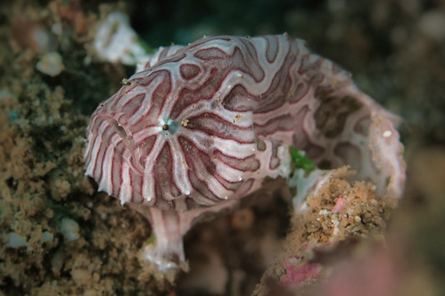 psychadelic_frogfish