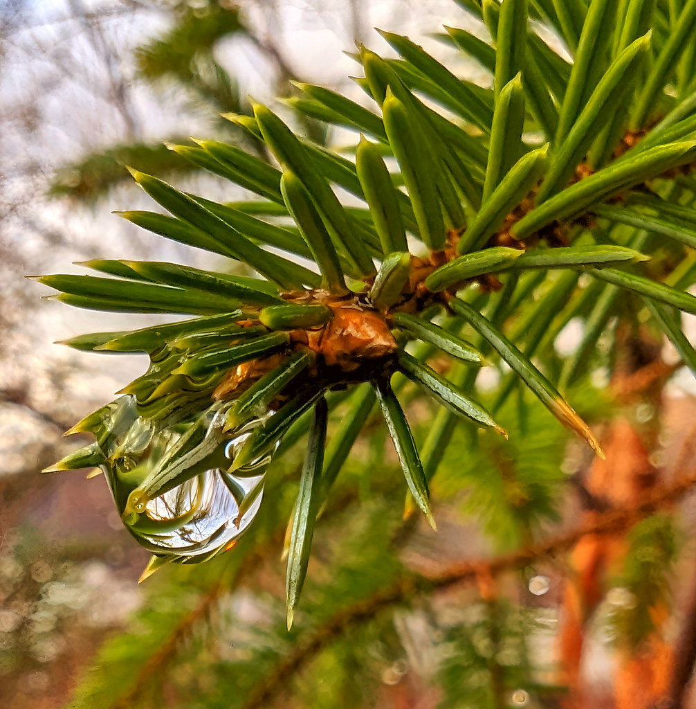 Water droplet on pine branch, macro