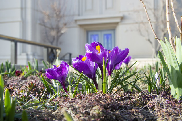 Purple Crocuses - Sign of Spring