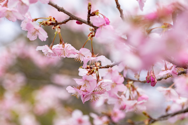 Beautiful Kawazu cherry blossoms in full bloom