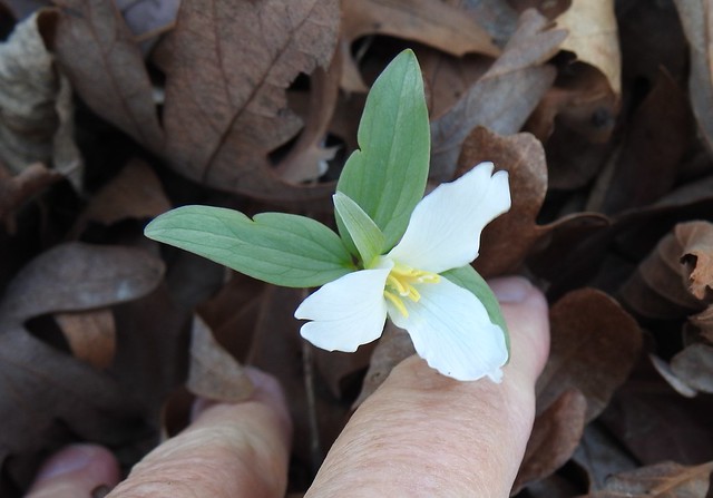 Trillium nivale - Snow Trilliums are small 3-11-24