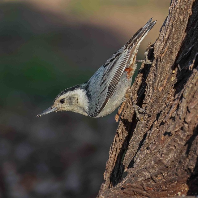 Nuthatch - White-breasted (Paton)
