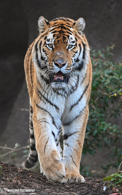 Siberian tiger - Pairi Daiza