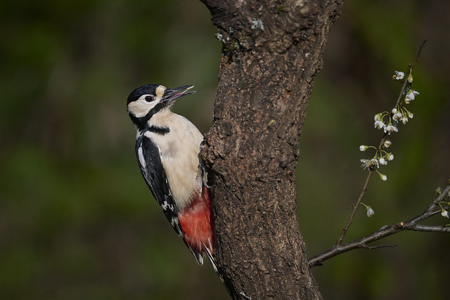 Great Spotted Woodpecker at Millers Wood