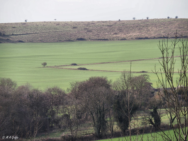 The Lone Tree and a distant Ridgeway