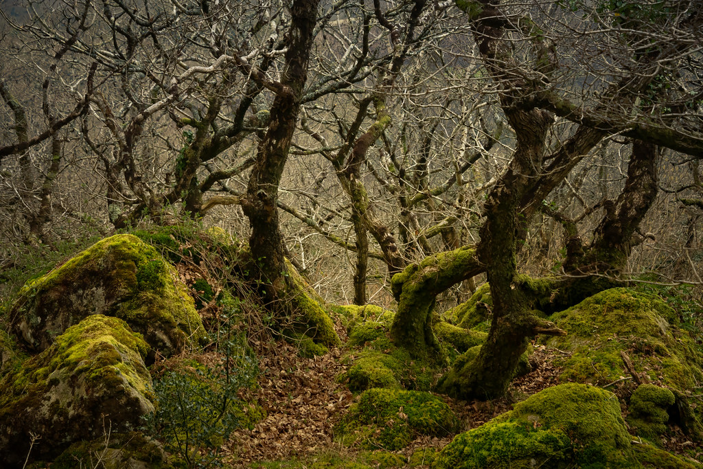 Tŷ Canol ancient oak woodland