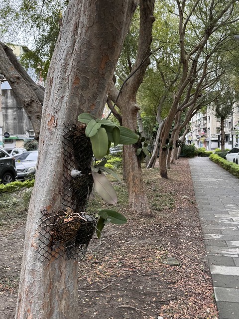 orchid propagation on elm tree.