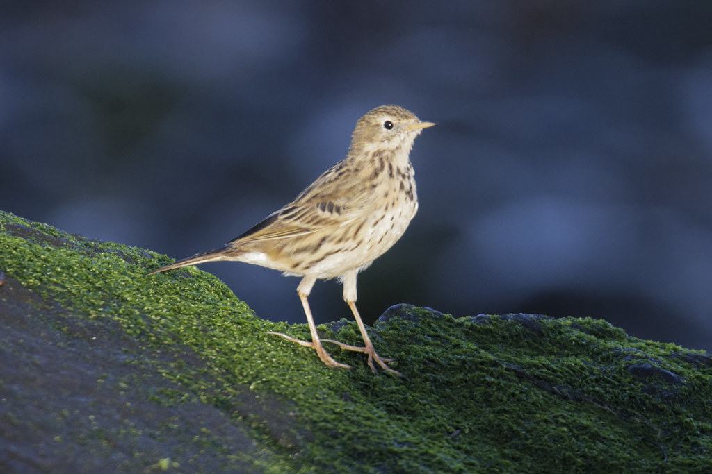 Louth Meadow Pipit