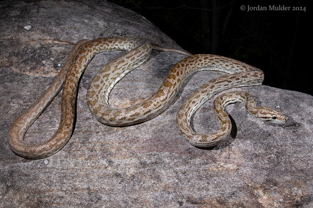 Oenpelli python (Nyctophilopython oenpelliensis)