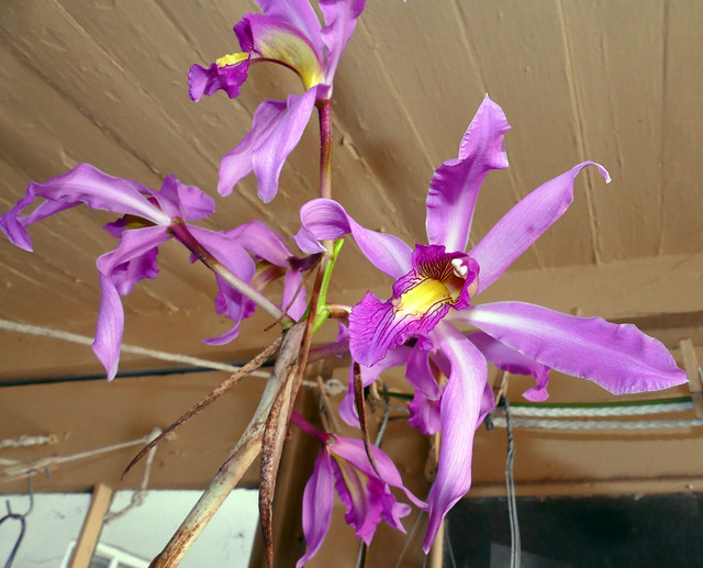 Laelia (Schomburgkia) superbiens species orchid