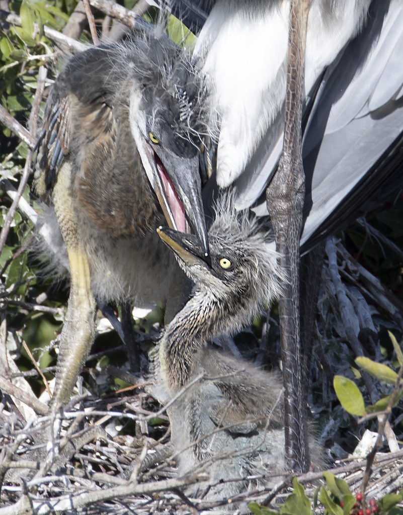 Great blue heron chicks in the nest -  Venice bird rookery -  Florida