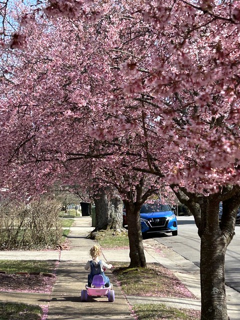 Danni driving under the blossoms