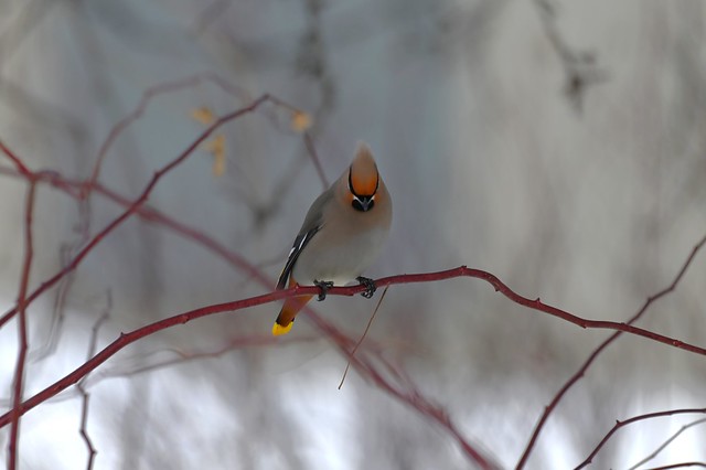 Jaseur boréal mature--Bohemian Waxwing mature (Bombycilla garrulus) (IN EXPLORE NO-137)