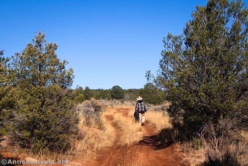 Hiking through the sparsely treed meadow before the junction at 0.9 miles en route to Jicarilla Point, Grand Canyon National Park, Arizona