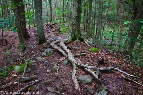 Tree roots on the hilltop portion of the Double Run Trail, Worlds End State Park, Pennsylvania