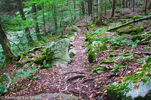 Hiking along Double Run, Worlds End State Park, Pennsylvania