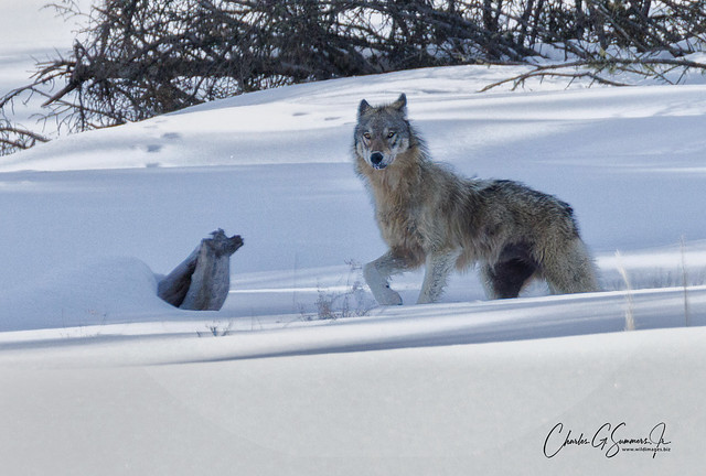 Gray Wolf in alert pose CSR71053