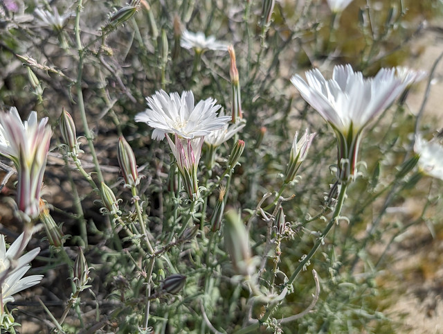 Desert Chicory (Rafinesquia neomexicana, Asteraceae)